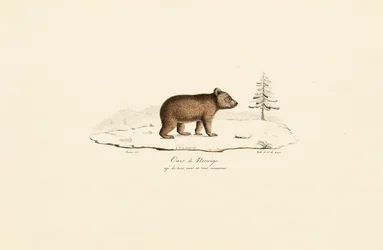 Junger Braunbär aus Norwegen