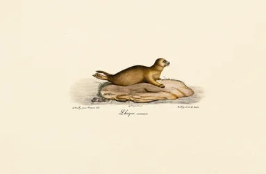Junger Seehund