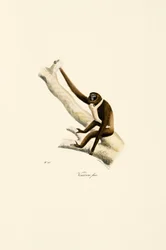 Junger Weißhandgibbon (Hylobates lar)