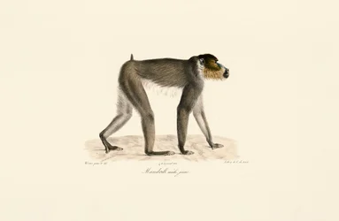 Junger männlicher Mandrill