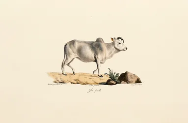 Zebu Weiblich