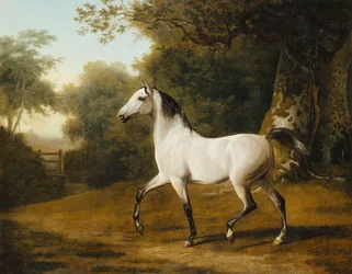 Ein grauer arabischer Hengst in einer bewaldeten Landschaft