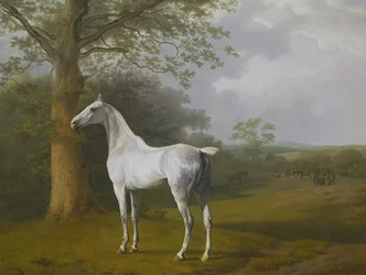 Graues Pferd auf der Weide
