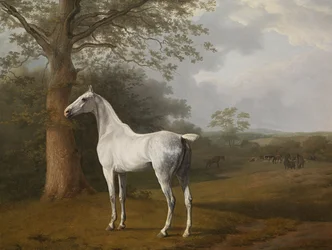 Graues Pferd auf der Wiese