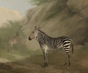 Zebra