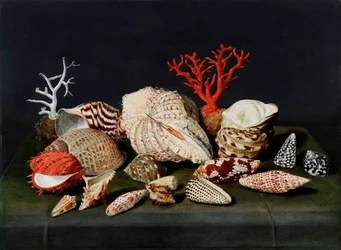 Stillleben mit Muscheln und Korallen