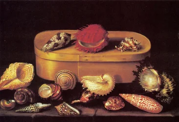 Stillleben mit Muscheln