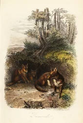 Familie von Rotfüchsen, Vulpes vulpes, vor einem Bau