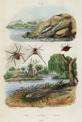 Meeresnacktschnecke, Gartenspinne und Europäische Stint (Stich)