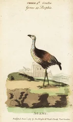 Agami-Reiher, Agamia agami