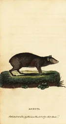 Aguti, Dasyprocta-Arten, 1800 (Gravur)