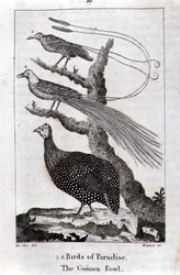 Paradiesvögel und ein Perlhuhn, aus 