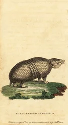 Brasilianisches Dreibinden-Gürteltier, Tolypeutes tricinctus, 1800 (Gravur)