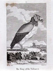 Der König der Geier, aus 