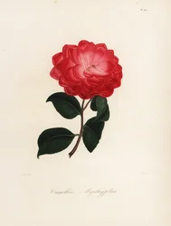 Camellia japonica Sorte, Camellia myrthyfolia