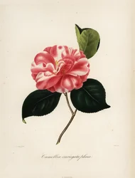 Kamelie, Camellia variegata plena