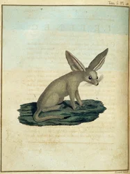 Fennek - aus „Reise nach Nubien und Abessinien unternommen, um die Quellen des Nils zu entdecken in den Jahren 1768 bis 1772“ von James Bruce, Band 1, Paris