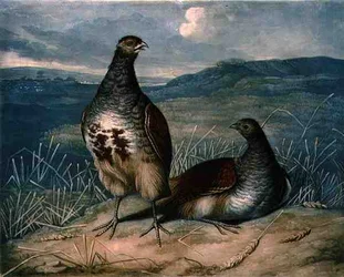 Rebhühner, Platte 1 von British Feather Game, graviert von Charles Turner, veröffentlicht von R. Ackermann, ca. 1810