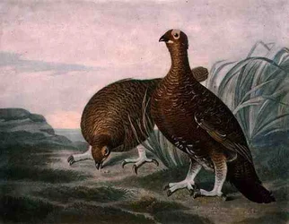 Schottisches Moorschneehuhn, Tafel 8 aus "Britisches Federwild", gestochen von Charles Turner (1773-1857), veröffentlicht von R. Ackermann, um 1810