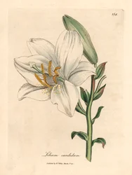 Gemeine weiße Lilie, aus einer botanischen Illustration von James Sowerby aus William Woodville und Sir William Jackson Hooker