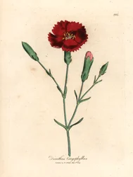 Karminrote Nelke, Gewürznelke, Dianthus caryophyllus, aus einer botanischen Illustration von James Sowerby aus William Woodville und Sir William Jackson Hooker