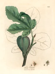 Grüne Feige, Frucht, Blätter, Blattriss, Ficus carica, aus einer botanischen Illustration von James Sowerby aus William Woodville und Sir William Jackson Hooker