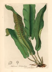 Hirschzungenfarn, Asplenium scolopendrium, aus einer botanischen Illustration von James Sowerby aus William Woodville und Sir William Jackson Hooker