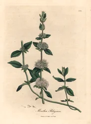 Fliederblühende Poleiminze, Mentha pulegium, aus einer botanischen Illustration von James Sowerby aus William Woodville und Sir William Jackson Hookers "Medical Botany" 1832 (handkolorierter Kupferstich)