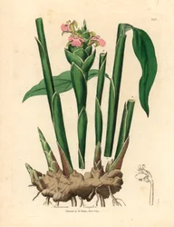 Schmalblättriger Ingwer, aus einer botanischen Illustration von James Sowerby aus William Woodville und Sir William Jackson Hooker