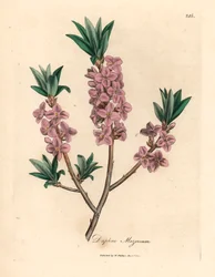 Rosa blühender Seidelbast, Daphne mezereum, aus einer botanischen Illustration von James Sowerby aus William Woodville und Sir William Jackson Hooker