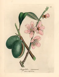 Rosa blühender Mandelbaum, Amygdalus communis, aus einer botanischen Illustration von James Sowerby aus William Woodville und Sir William Jackson Hooker