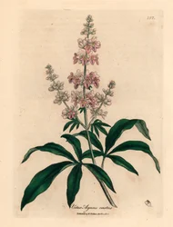 Keuschbaum mit rosa Blüten, Vitex agnus castus, aus einer botanischen Illustration von James Sowerby aus William Woodville und Sir William Jackson Hooker