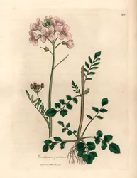 Rosa blühendes Wiesenschaumkraut, Cardamine pratensis, aus einer botanischen Illustration von James Sowerby aus William Woodville und Sir William Jackson Hooker