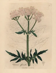 Rosa blühender Baldrian, Valeriana officinalis, aus einer botanischen Illustration von James Sowerby aus William Woodville und Sir William Jackson Hookers "Medical Botany" 1832 (handkolorierter Kupferstich)