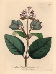Lila blühender roter peruanischer Rindenbaum, Cinchona cortex peruvianus ruber, aus einer botanischen Illustration von James Sowerby aus William Woodville und Sir William Jackson Hooker