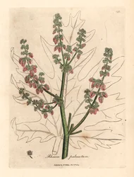 Rhabarberblüten und Stängel, Blattriss, Rheum palmatum, aus einer botanischen Illustration von James Sowerby aus William Woodville und Sir William Jackson Hooker