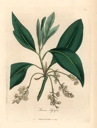 Sassafrasbaum, Laurus sassafras, aus einer botanischen Illustration von James Sowerby aus William Woodville und Sir William Jackson Hooker