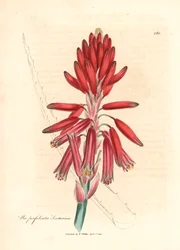 Socotorine Aloe, Aloe perfoliata socotorina, aus einer botanischen Illustration von James Sowerby aus William Woodville und Sir William Jackson Hooker