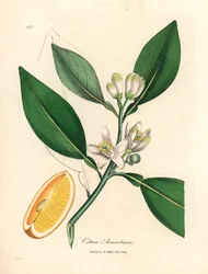 Weiße Blüte und reifer Fruchtabschnitt des Orangenbaums, Citrus aurantium, aus einer botanischen Illustration von James Sowerby aus William Woodville und Sir William Jackson Hooker