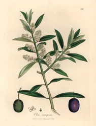 Weiß blühender europäischer Olivenbaum mit Früchten, Olea europaea, aus einer botanischen Illustration von James Sowerby aus William Woodville und Sir William Jackson Hookers "Medical Botany" 1832 (handkolorierter Kupferstich)
