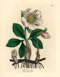 Weißblütige Schwarze Nieswurz oder Christrose, Helleborus niger, nach einer botanischen Illustration von James Sowerby aus William Woodvilles und Sir William Jackson Hookers "Medizinische Botanik" 1832
