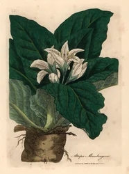 Alraune mit weißen Blüten, Atropa mandragora, aus einer botanischen Illustration von James Sowerby aus William Woodville und Sir William Jackson Hooker