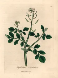 Brunnenkresse mit weißen Blüten, aus einer botanischen Illustration von James Sowerby aus William Woodville und Sir William Jackson Hooker