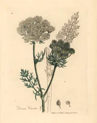 Weiß blühende wilde Karottenpflanze, Daucus carota, aus einer botanischen Illustration von James Sowerby aus William Woodville und Sir William Jackson Hooker