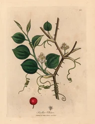 Chinesische Smilax mit weißen Blüten, Ranken und roten Beeren, aus einer botanischen Illustration von James Sowerby aus William Woodville und Sir William Jackson Hooker