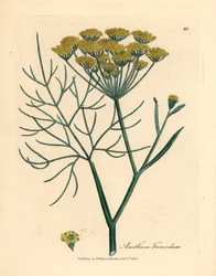 Gelb blühender Fenchel, Anethum foeniculum, aus einer botanischen Illustration von James Sowerby aus William Woodville und Sir William Jackson Hooker