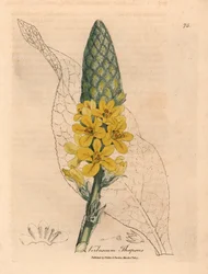 Gelb blühender Großblättriger Königskerze, Verbascum thapsus, aus einer botanischen Illustration von James Sowerby aus William Woodville und Sir William Jackson Hooker