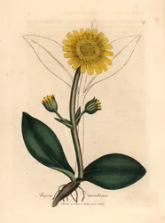 Gelbblühende Berg-Arnika, Arnica montana, aus einer botanischen Illustration von James Sowerby aus William Woodville und Sir William Jackson Hooker