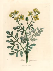 Gelbblühende Raute, aus einer botanischen Illustration von James Sowerby aus William Woodville und Sir William Jackson Hooker