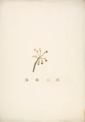 Euphorbia nubica N.E. Br. (Nubische Wolfsmilch): fertige Zeichnung eines blühenden und fruchtenden Triebs, mit Details der Blütendissektionen